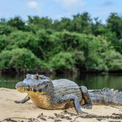 Crocodile - mot du glossaire Tête à modeler.   Définition et activités associées au mot Crocodile.