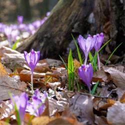 crocus - mot du glossaire Tête à modeler. Le crocus est une plante à bulbe.  Définition et activités associées au mot crocus.