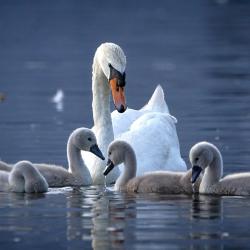 Cygne - mot du glossaire Tête à modeler.   Définition et activités associées au mot Cygne.