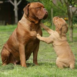 dogue - mot du glossaire Tête à modeler. Définition et activités associées au mot dogue.