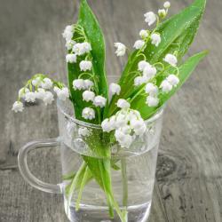 Le 1er mai c’est la Fête du travail et du muguet. Voici un dossier complet pour tout savoir sur les origines de la fête et le symbole du muguet. Des infos pour répondre à vos questions mais aussi des