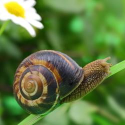 escargot - mot du glossaire Tête à modeler. Définition et activités associées au mot escargot.