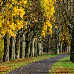 Allée : Mot du glossaire Tête à modeler. Une allée est un chemin dans un jardin, dans un parc ou une forêt.  Activités associées.