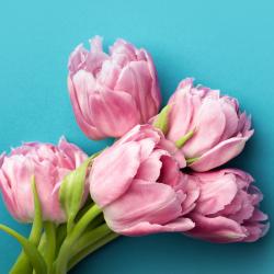 fleur - mot du glossaire Tête à modeler. Définition et activités associées au mot fleur.