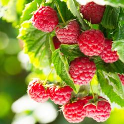 framboise - mot du glossaire Tête à modeler. Définition et activités associées au mot framboise.