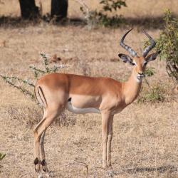 gazelle - mot du glossaire Tête à modeler. Définition et activités associées au mot gazelle.