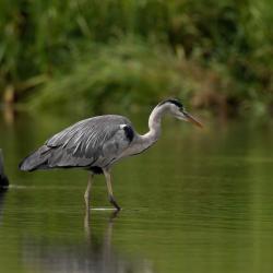 heron - mot du glossaire Tête à modeler. Définition et activités associées au mot heron.