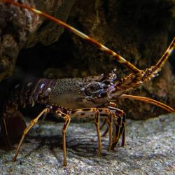 homard - mot du glossaire Tête à modeler. Définition et activités associées au mot homard.