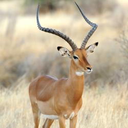 impala - mot du glossaire Tête à modeler. Définition et activités associées au mot impala.