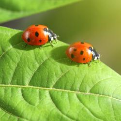 insecte - mot du glossaire Tête à modeler. Définition et activités associées au mot insecte.