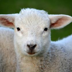 L’agneau Pascal est un symbole de Pâques et une viande très consommée pendant le repas de Pâques. Si vous avez-vous aussi décidé de mettre l’agneau à votre menu de Pâques, découvrez nos idées de recet