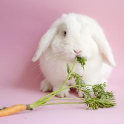 lapin - mot du glossaire Tête à modeler. Définition et activités associées au mot lapin.