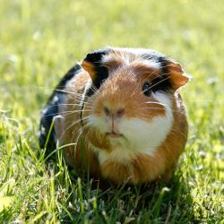 Cochon d'Inde