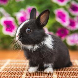 Un mini dossier sur le lapin nain et les enfants. Retrouvez des articles sur le lapin nain et des coloriages de lapins