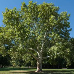 Le platane