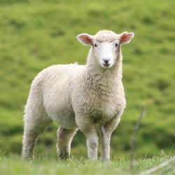 Les consommateurs primaires de la chaîne alimentaire - Les consommateurs primaires sont les êtres vivants qui ne consomment que des producteurs (les plantes). Sur terre par exemple, les lapins sont de