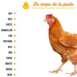 Relier les différentes parties de la poule au bon endroit. Cette activité permet aux enfants de découvrir le poule et les différentes parties de son corps.