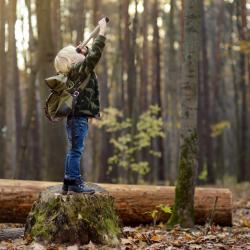 Les plantes : les plantes et les arbres