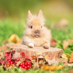Il existe 4 races de lapins nains pouvant être croisées entre elles. Quelque soit la race, ce qui compte le plus c'est de trouver le lapin qui plait à toute la famille ! Les principales races de lapin