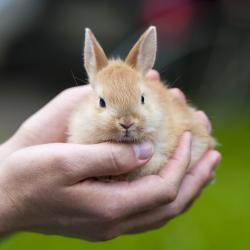 Bien que le lapin nain demande peu de soins quotidiens, il est indispensable de veiller à son confort. Il le rendra par son affection et sa vitalité !