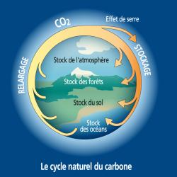 L’effet de serre pourrait s’auto alimenter et aggraver le réchauffement de la planète. Une partie de l’excès de dioxyde de carbone est absorbée par les océans. Le dioxyde