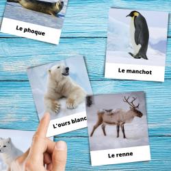 imagier Montessori des animaux polairesà imprimer gratuitement. Imprimez un imagier des animaux polaire pour proposer une activité tirée de la pédagogie Montessori aux enfants. Activité rapide et inte