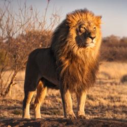 lion - mot du glossaire Tête à modeler. Définition et activités associées au mot lion.