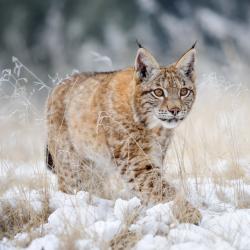 lynx - mot du glossaire Tête à modeler. Définition et activités associées au mot lynx.