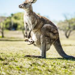 marsupial