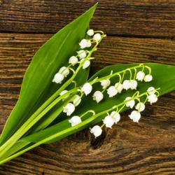 Le muguet : Le muguet est aussi appelé le lis des vallées ou le lis de mai. Son nom savant est : convallaria majalis. Le muguet est une plante vivace herbacée haute de 10 à 30 cm de haut.