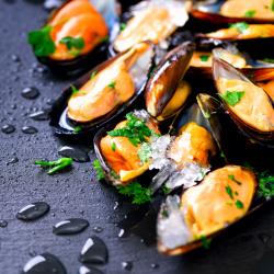 Mollusque