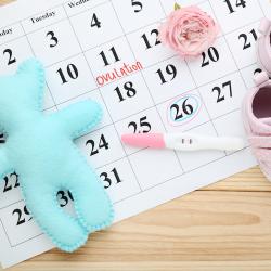 Ovulation et grossesse