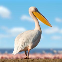 Pelican - mot du glossaire Tête à modeler. Définition et activités associées au mot Pelican.