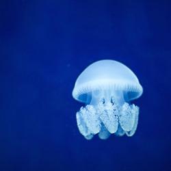 Meduse