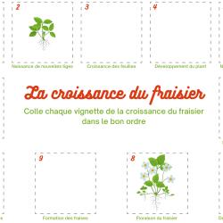 Sur cette planche de jeu, certaines vignettes du cycle de vie du fraisier sont placées au bon endroit. Votre enfant doit simplement compléter le cycle de vie du fraisier.