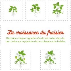 Voici la planche de vignettes illustrant le cycle de vie du fraisier à imprimer et à découper. Votre enfant peut ensuite mettre les vignettes dans le bon ordre et les coller sur la planche de jeu à im