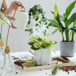 plante - mot du glossaire Tête à modeler. Définition et activités associées au mot plante.
