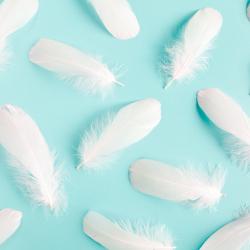 plume - mot du glossaire Tête à modeler. Définition et activités associées au mot plume.