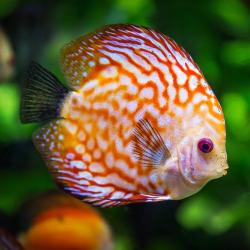 poisson - mot du glossaire Tête à modeler. Définition et activités associées au mot poisson.