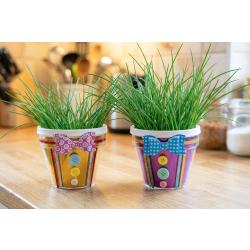 Pot de fleurs chemise et ciboulette