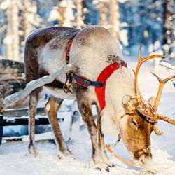 Un article pour répondre à la question : que mangent les Rennes du Père Noël ?