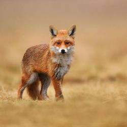 renard - mot du glossaire Tête à modeler. Définition et activités associées au mot renard.