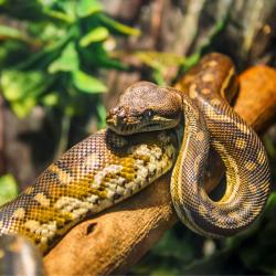 serpent - mot du glossaire Tête à modeler. Définition et activités associées au mot serpent.