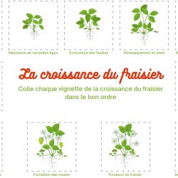 Planche de la solution du jeu de collage sur le cycle du fraisier : imprimez la planche et votre enfant pourra la comparer à celle qu'il vient de terminer.