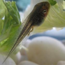 Tetard - mot du glossaire Tête à modeler. Définition et activités associées au mot Tetard.