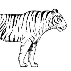 Tigre dans la jungle