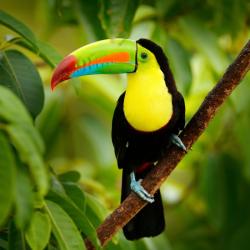 toucan - mot du glossaire Tête à modeler. Définition et activités associées au mot toucan.
