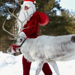 Des questions et des réponses aux enfants sur les Rennes de Noël