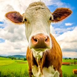 vache - mot du glossaire Tête à modeler. Définition et activités associées au mot vache.