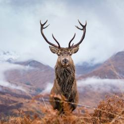 wapiti - mot du glossaire Tête à modeler. Définition et activités associées au mot wapiti.